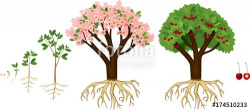 Stages of growth of tree from seed. Life cycle of cherry ...