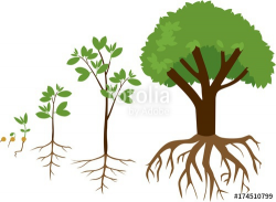 Sequential stages of growth of plant from seed to tree ...