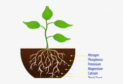 Soil Clipart Seedling - Simple Plant With Roots Transparent ...