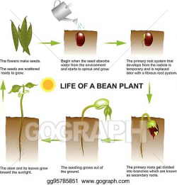 Clip Art Vector - Life of a bean plant. Stock EPS gg95785851 ...
