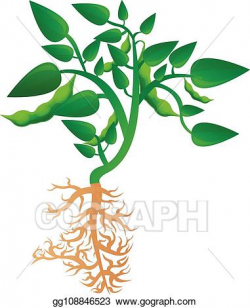 EPS Illustration - Mature soybean plant icon, cartoon style ...