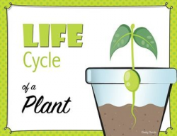 Life Cycle of a Plant - Posters and Activities | ***Multiple ...
