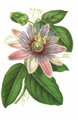 Free Image on Pixabay - Passion Flower, Flower, Plant | Pinterest ...