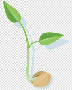 Green plant illustration, Leaf Seed Germination Plant, seeds ...