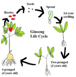 Ginseng Reproduction