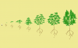 Stages of the cannabis plant growth cycle | Leafly