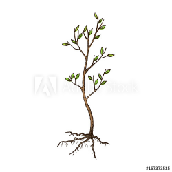 Seedling tree with roots, sketch illustration. Vector - Buy ...