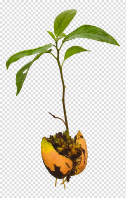 Avocado Tree Seedling Plant, avocado transparent background ...