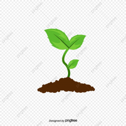 Small Seedlings, Seedlings, Sapling, Plant PNG Transparent ...