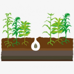Seed Clipart Science Plant - Corn Plant #201042 - Free ...