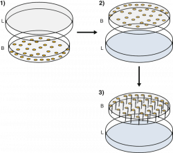 Plate setup for seed germination. B: Bottom of petri plate. L: lid ...