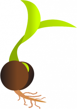 Clipart Transparent Library Plant Sprout Clipart - Seed Png ...