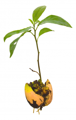 oh, science! — Persea americana, Young avocado plant ...