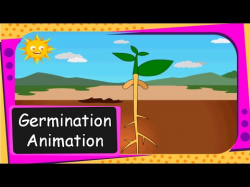 Science - Seed Germination Animation (From seed to plant) - English