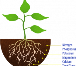 Download HD Soil Clipart Seedling - Simple Plant With Roots ...