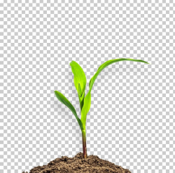 Maize Plant Seedling Stock Photography Soil PNG, Clipart ...