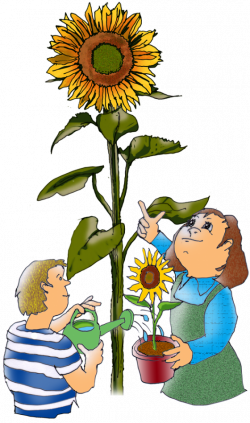 How to grow the best sunflowers | Maths Matters Resources