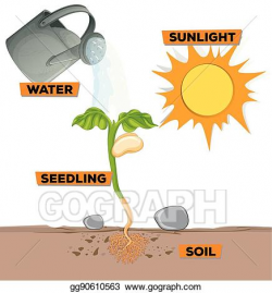 Vector Art - Diagram showing plant growing from water and ...