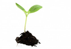 Growing Plants Seedling Sowing - plants png download - 833 ...