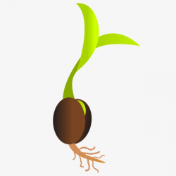 Germinating Seeds, Germination, Leaf, Bud PNG Image and Clipart for ...