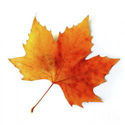 Fall Leaf | botanica in 2019 | Leaf clipart, Minute to win ...