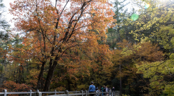 WNC fall foliage to take a hit from heat and drought