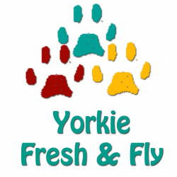 Yorkie Shampoo - LA Moringa, Moringa Seeds, Plant Sale, Moringa ...
