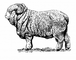 Sheep Clipart Merino Sheep - Merino Wool Sheep Illustration ...
