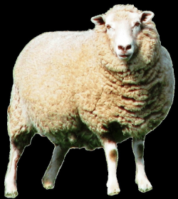 Sheep clipart 11cm - a photo on Flickriver