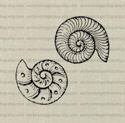 Seashells Clip Art, Vector Graphic, Ammonite Sea Shell, Summer Beach  Clipart, Marine Life Illustration Instant Download Commercial Use