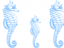 Seahorse Clipart - Free Clipart on Dumielauxepices.net