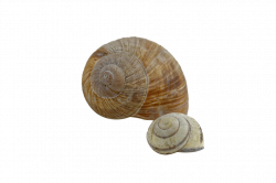 Shell HD PNG Transparent Shell HD.PNG Images. | PlusPNG