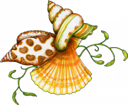 Transparent background png seashell clipart - techFlourish collections