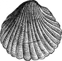 Image result for cockle shell pen drawing | Artistic ...