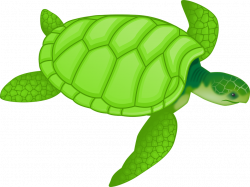 Shell clipart sea turtle ~ Frames ~ Illustrations ~ HD images ...