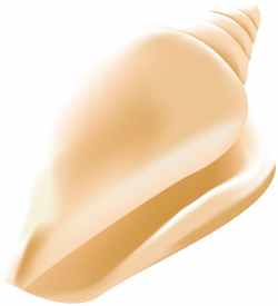 Conch Shell PNG Clip Art Image | Gallery Yopriceville - High ...