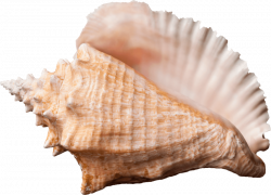 conch png - Free PNG Images | TOPpng
