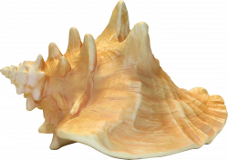 Conch PNG Image - PurePNG | Free transparent CC0 PNG Image Library