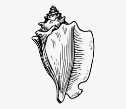 Shell Clip Art Black And White - Conch Shell Clipart #862642 ...