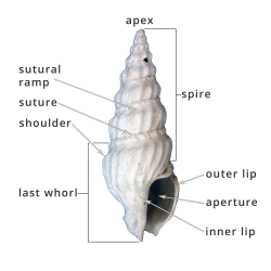 11.1.1 Gastropoda Shell Form | Digital Atlas of Ancient Life