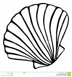 Shell Line Drawing | Free download best Shell Line Drawing ...