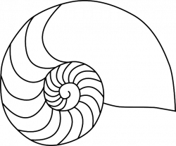 Nautilus Shell Drawing at GetDrawings.com | Free for personal use ...