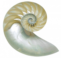 Image result for sea shell clip art | CLIP ART | Pinterest | Clip art