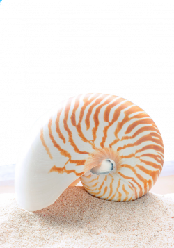 Stock photography Chambered nautilus Clip art - Pretty conch 681*973 ...