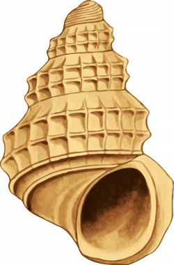 Clipart - Sea shell 39