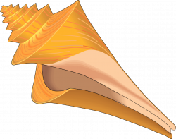 Conch Shell Clip Art Many Interesting Cliparts