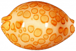 Orange Polka Dot Seashell by jeanicebartzen27 on DeviantArt