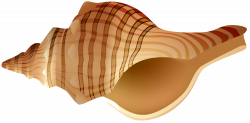Rapane Shell Transparent PNG Clip Art Image | Gallery Yopriceville ...