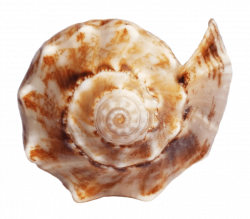 shell png - Free PNG Images | TOPpng