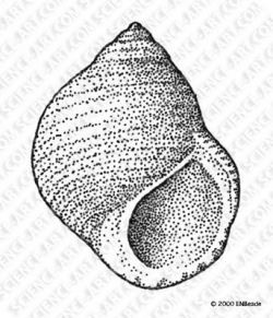 Common Periwinkle shell - Illustration@Science-Art.Com ...